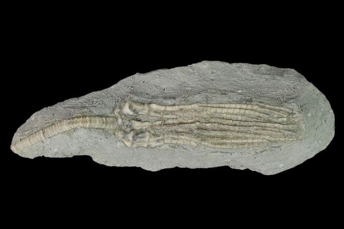 Fossil Crinoid (Abrotocrinus) - Crawfordsville, Indiana #150417